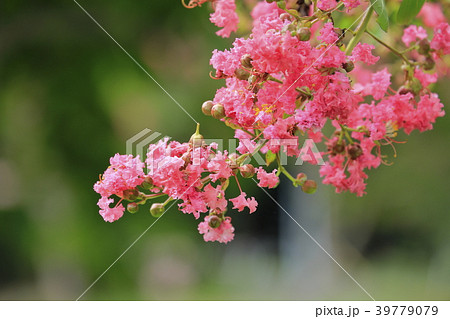 夏の花　サルスベリ 39779079