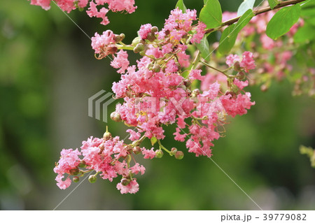 夏の花 サルスベリ 夏の花 サルスベリ 39779082