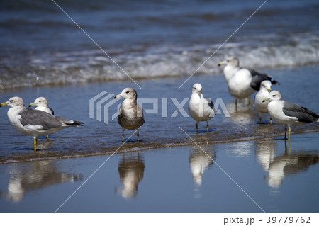 千里浜なぎさドライブウェイのウミネコ 39779762
