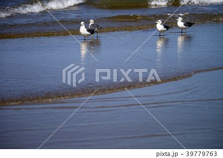 千里浜なぎさドライブウェイのウミネコ 39779763