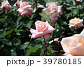 バラ　プリンセスノブコ 39780185