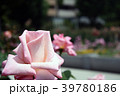 バラ　プリンセスノブコ 39780186