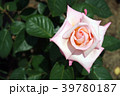 バラ　プリンセスノブコ 39780187