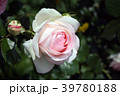 バラ　ピエールドゥロンサール 39780188