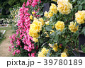 バラ　垣根 39780189