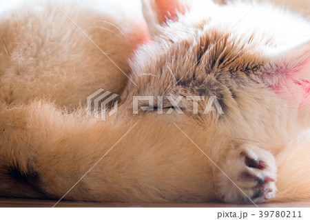 little fox  in puppy day isolate on background 39780211