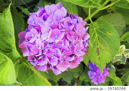 赤紫の丸い紫陽花 39780266