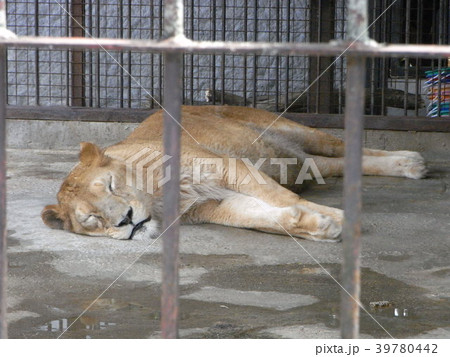 お昼寝中のライオン 39780442