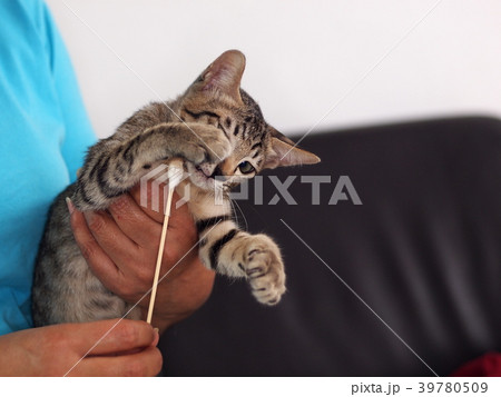 unidentified kitten cat owner cleaning her cat  39780509