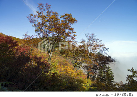 三方岩岳中腹からの紅葉と雲海 39780585