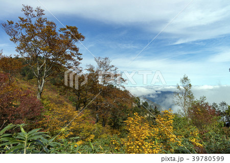 三方岩岳中腹からの紅葉と雲海 39780599