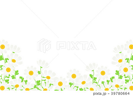 マトリカリア 39780664