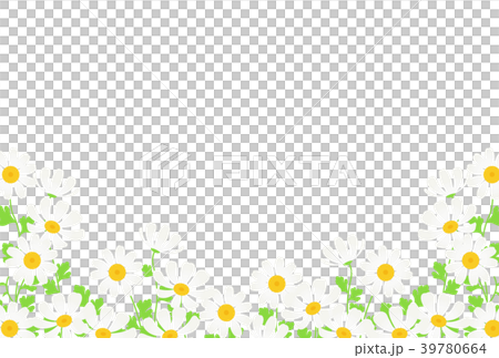 マトリカリア 39780664