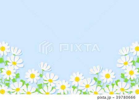 マトリカリア 39780666