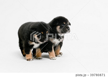 柴犬 柴犬 39780871