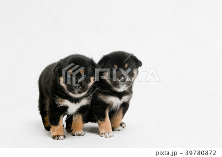 柴犬 39780872
