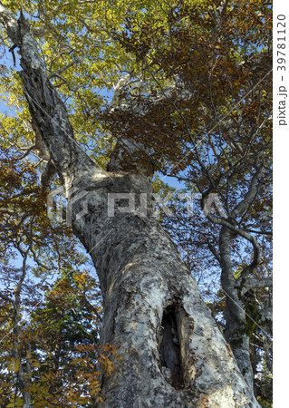 紅葉の三方岩岳登山 中腹の巨樹 紅葉の三方岩岳登山 中腹の巨樹 39781120