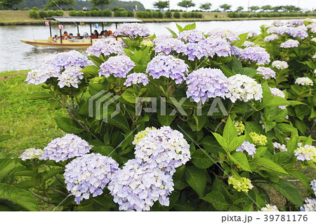 多古町あじさい風景 多古町あじさい風景 39781176
