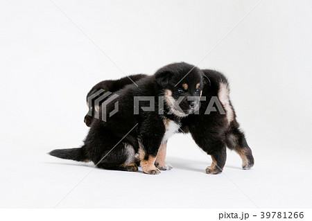 柴犬 39781266