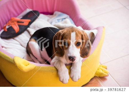 Close up of cute young Beagle playing in garden Close up of cute young Beagle playing in garden 39781627