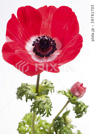 白バックの赤いボタンイチゲの花 39781705