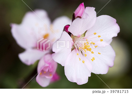 アーモンドの花のアップ アーモンドの花のアップ 39781715