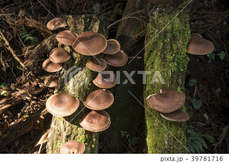 榾木から生えたシイタケ 榾木から生えたシイタケ 39781716