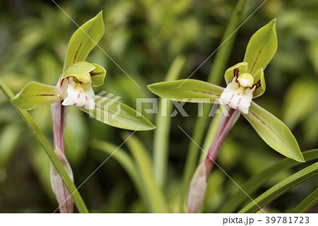 緑をバックに春蘭の花 39781723