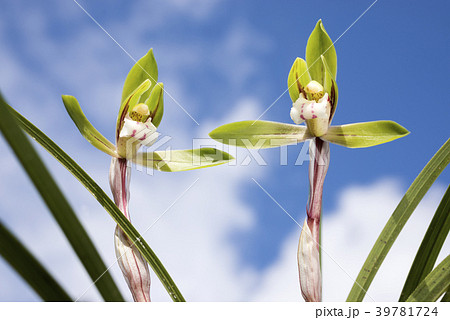 空の下の春蘭の花 39781724