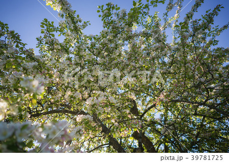 closeup blossoming apple tree with pink flowers in 39781725