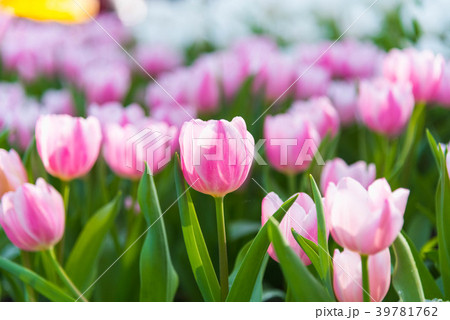 tulips in spring sun in the garden 39781762