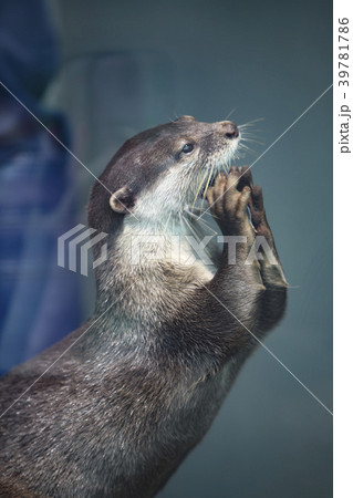 カワウソ カワウソ 39781786