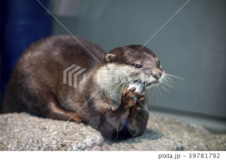 カワウソ 39781792