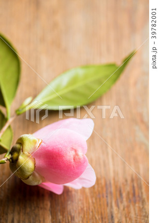 ツバキ・西王母 39782001