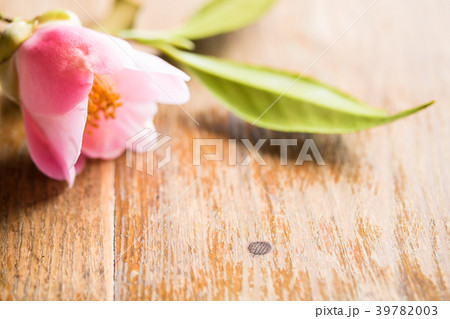 ツバキ・西王母 39782003