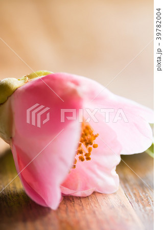 ツバキ・西王母 39782004