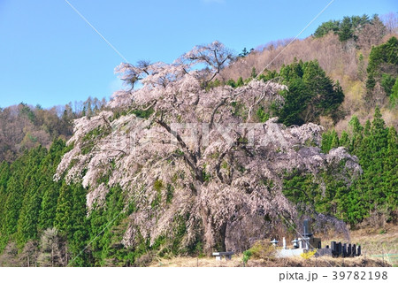 群馬県沼田市、上発地の枝垂桜 群馬県沼田市、上発地の枝垂桜 39782198
