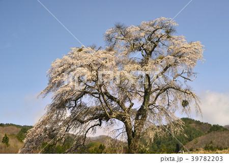 群馬県沼田市、上発地の枝垂桜 群馬県沼田市、上発地の枝垂桜 39782203