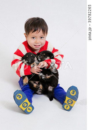柴犬 39782265
