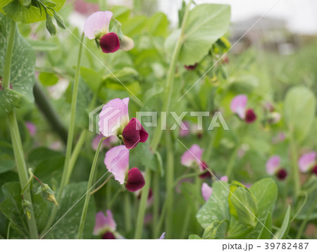 エンドウマメの花 エンドウマメの花 39782487