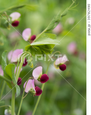 エンドウマメの花の写真素材