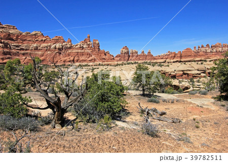 Needles District in Canyonlands National Park 39782511