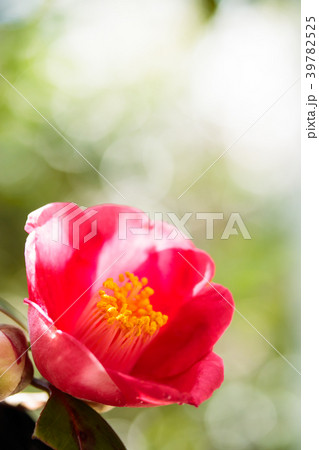 ツバキ・月下美人 39782525