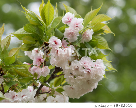 サクラ　白妙 39782610