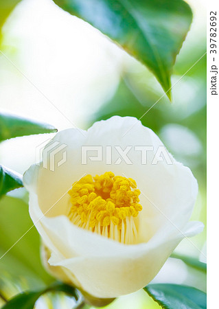 ツバキ・白玉 ツバキ・白玉 39782692