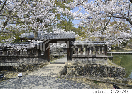 大覚寺　大沢池 39782748