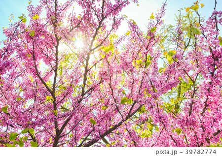 Beautiful pink Cercis Chinensis blossoms on trees Beautiful pink Cercis Chinensis blossoms on trees 39782774