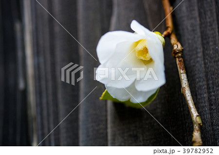 ツバキ白侘助 39782952