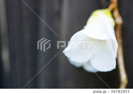 ツバキ白侘助 39782955