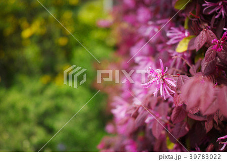 生垣のベニバナトキワマンサクの花 生垣のベニバナトキワマンサクの花 39783022